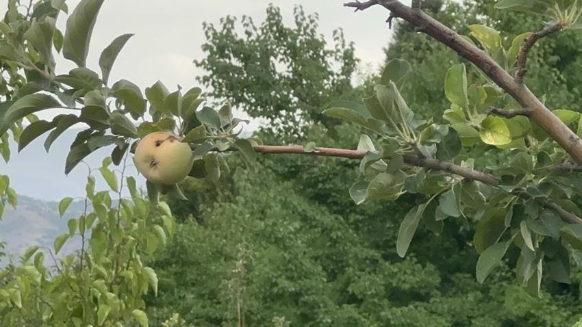 Elazığ'da korkutan görüntü! Bahçede sadece bir tane çürük elma var
