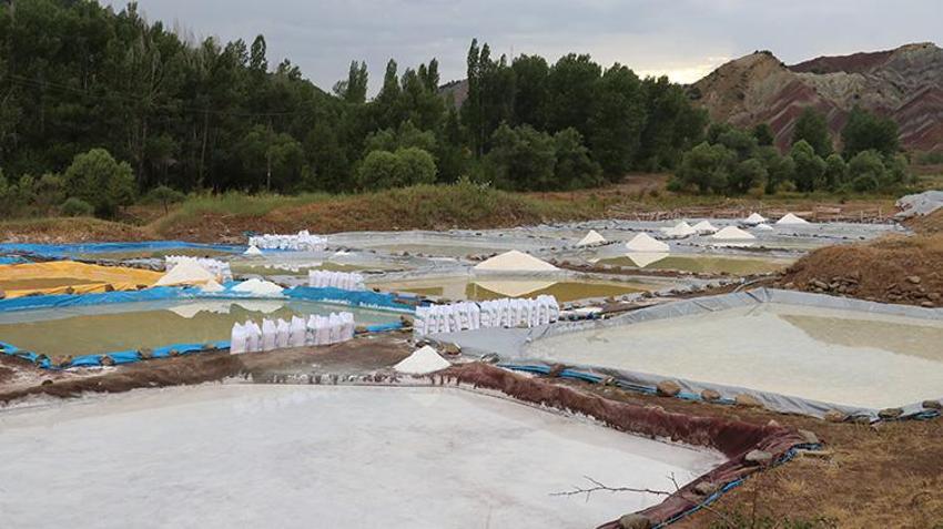 Sivas'ta üretiliyor faydası saymakla bitmez! Japonya her yıl 50 ton satın alıyor