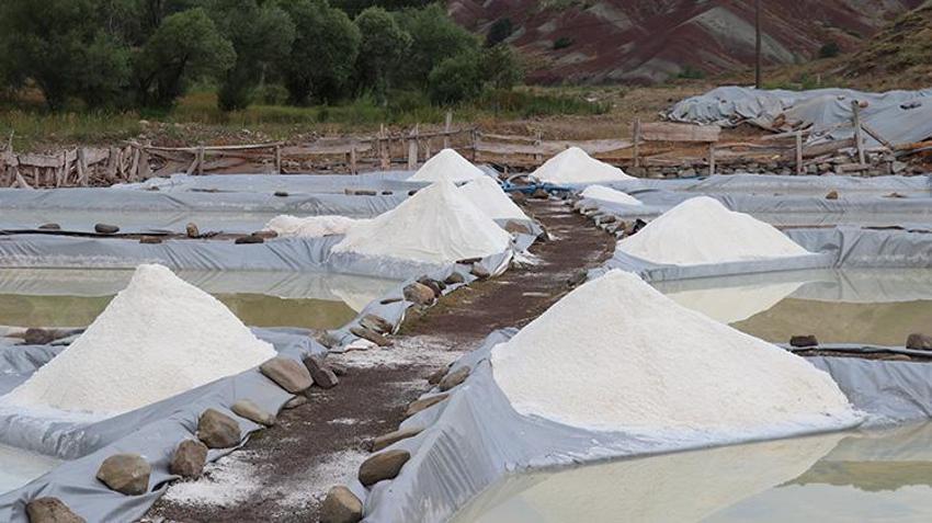 Sivas'ta üretiliyor faydası saymakla bitmez! Japonya her yıl 50 ton satın alıyor
