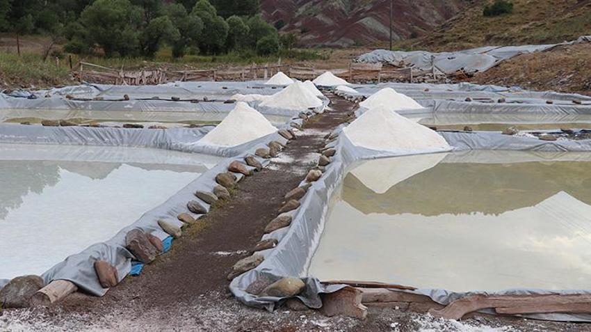 Sivas'ta üretiliyor faydası saymakla bitmez! Japonya her yıl 50 ton satın alıyor