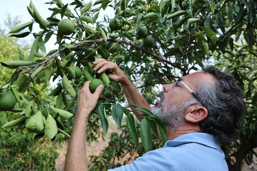 Adana'da narenciye can çekişiyor: Rekolte 100 bin tona düştü