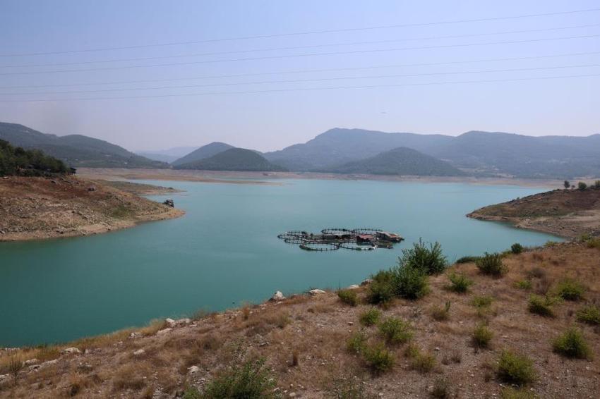 Adana'da narenciye can çekişiyor: Rekolte 100 bin tona düştü