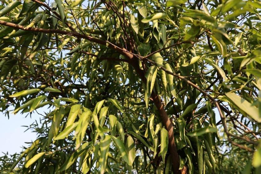 Adana'da narenciye can çekişiyor: Rekolte 100 bin tona düştü