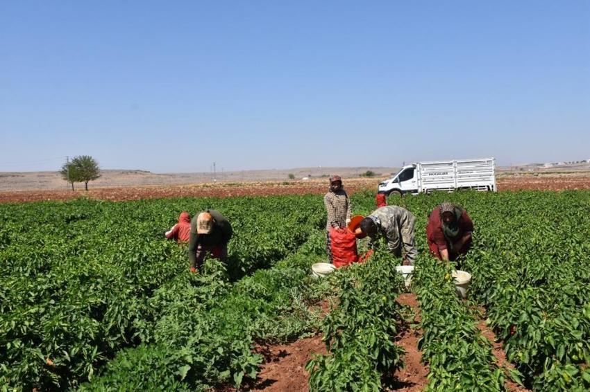 Gaziantep'te hasat başladı: 40 derece sıcakta ekmek parası için çalışıyorlar