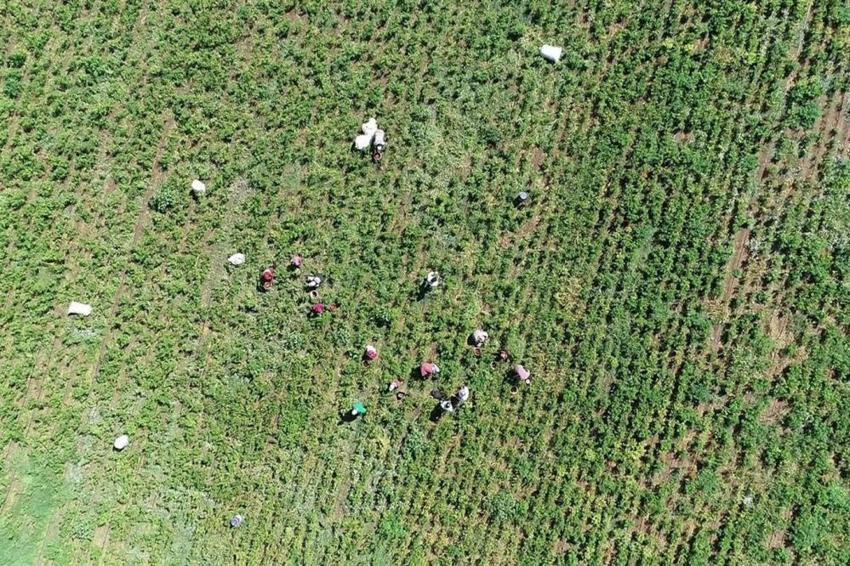 Gaziantep'te hasat başladı: 40 derece sıcakta ekmek parası için çalışıyorlar