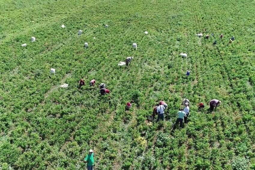 Gaziantep'te hasat başladı: 40 derece sıcakta ekmek parası için çalışıyorlar