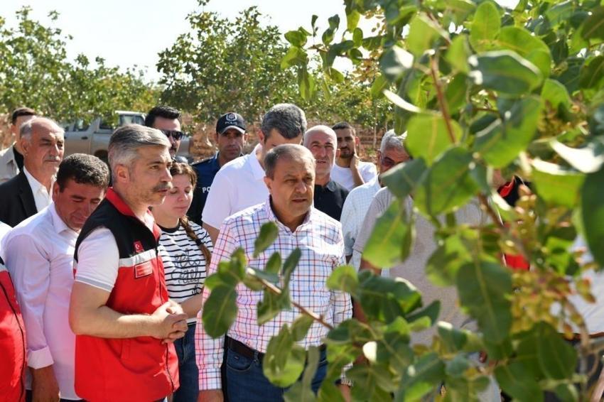 Şanlıurfa'da hasat başladı: 220 bin hektarda üretim var