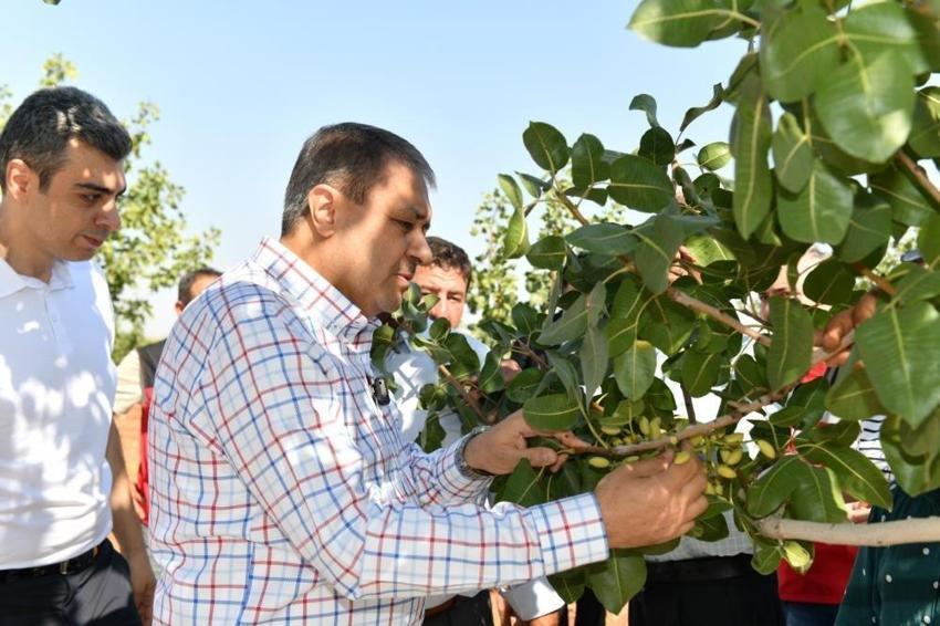 Şanlıurfa'da hasat başladı: 220 bin hektarda üretim var
