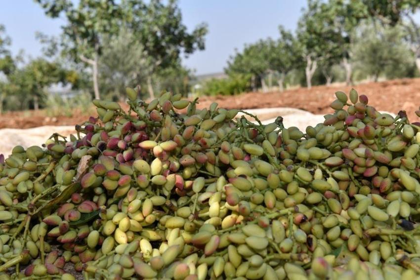 Şanlıurfa'da hasat başladı: 220 bin hektarda üretim var