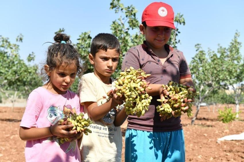 Şanlıurfa'da hasat başladı: 220 bin hektarda üretim var