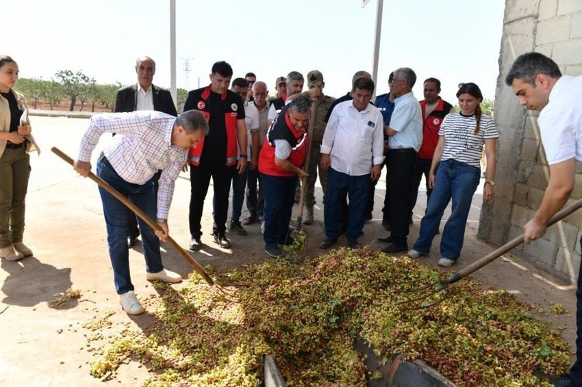 Şanlıurfa'da hasat başladı: 220 bin hektarda üretim var
