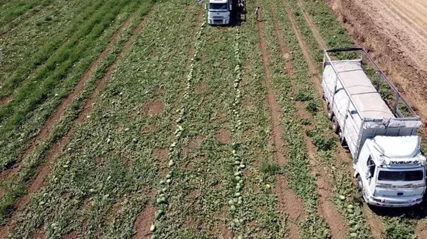 Tekirdağ'da su seviyesi düşünce karpuz üretimi azaldı!