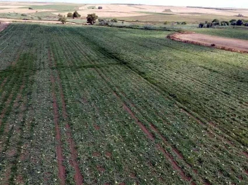 Tekirdağ'da su seviyesi düşünce karpuz üretimi azaldı!