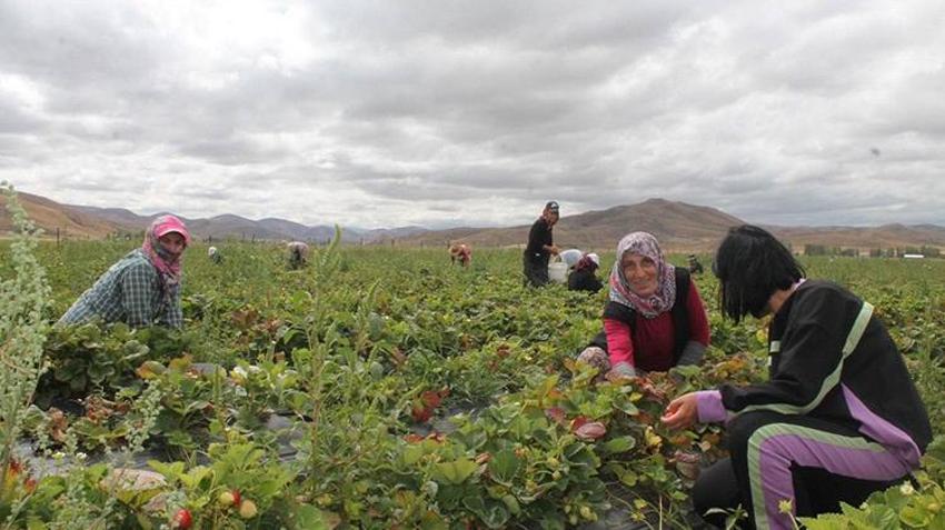 'Ya tutarsa' diyerek bu işe başladı! Memleketini üretim üssüne çevirdi, kazancını katladı, siparişe yetişemiyor
