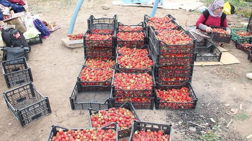 'Ya tutarsa' diyerek bu işe başladı! Memleketini üretim üssüne çevirdi, kazancını katladı, siparişe yetişemiyor