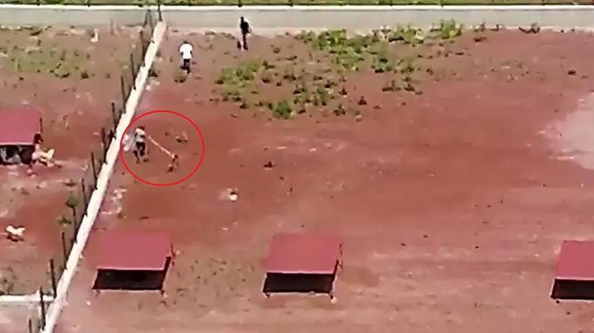Kars'ta korkunç görüntüler! Hayvan barınağında köpeklere işkence ediliyor: 'Hayvan dostlarımız bize emanet'