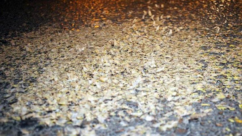 Akyazı'da her yer beyaza büründü: Kar değil, ölüm dansı!