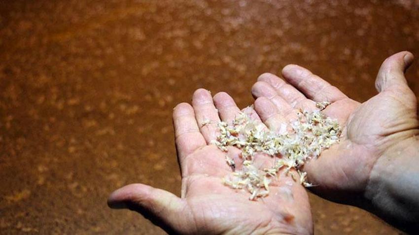 Akyazı'da her yer beyaza büründü: Kar değil, ölüm dansı!