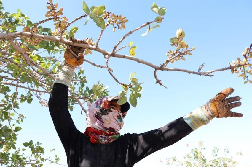 Diyarbakır'da 'yeşil altın' hasadı başladı! İşlemden geçince kilosu 600 TL'yi geçiyor