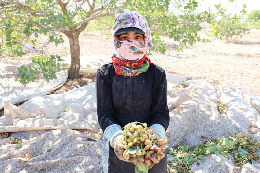 Diyarbakır'da 'yeşil altın' hasadı başladı! İşlemden geçince kilosu 600 TL'yi geçiyor