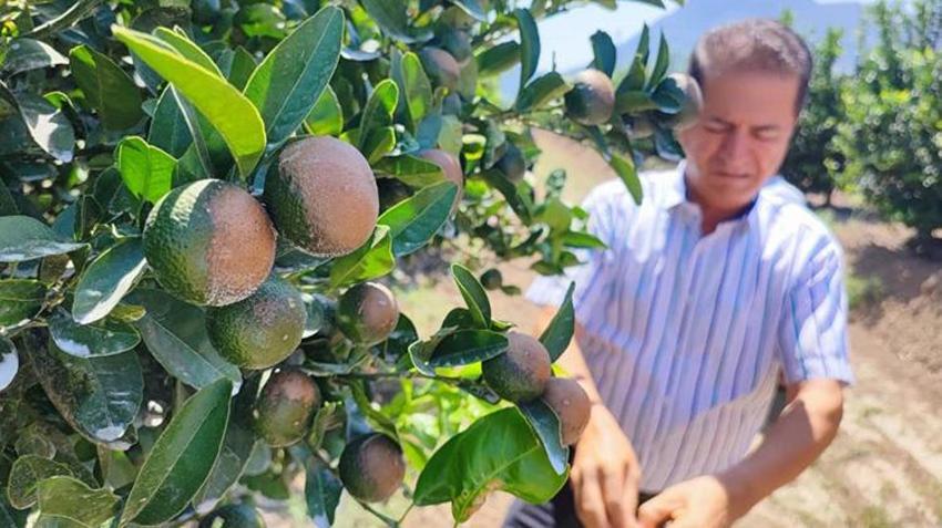 Adana'da son 95 yılın en sıcak gününde narenciye ürünleri yandı! Önce don vurmuştu şimdi de güneş vurdu