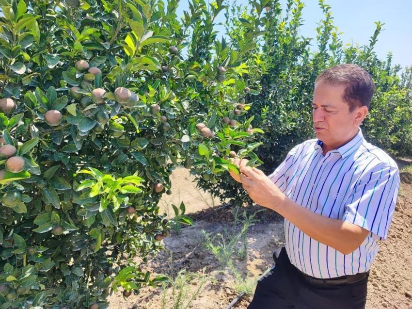 Adana'da son 95 yılın en sıcak gününde narenciye ürünleri yandı! Önce don vurmuştu şimdi de güneş vurdu