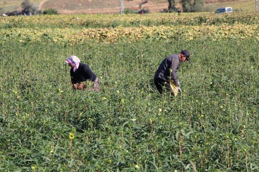 Amasya'nın lezzetine Afrika'dan rakip geldi: Çiçek bamyasının sahtesi çıktı