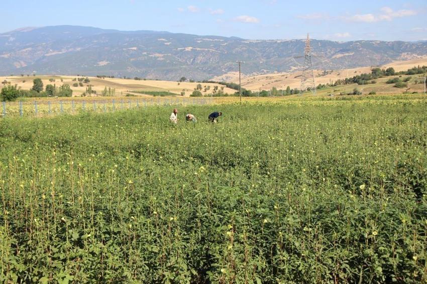 Amasya'nın lezzetine Afrika'dan rakip geldi: Çiçek bamyasının sahtesi çıktı