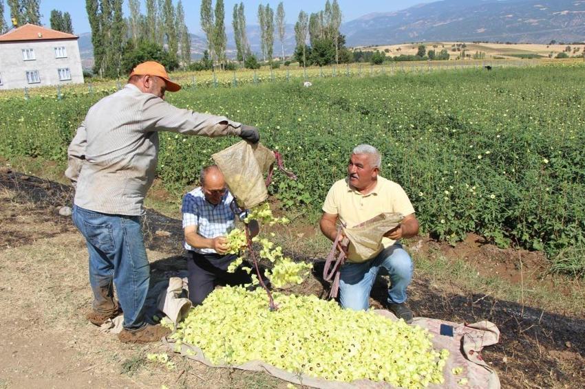 Amasya'nın lezzetine Afrika'dan rakip geldi: Çiçek bamyasının sahtesi çıktı