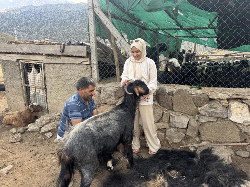 Toros Dağları'nda asırlık Türk geleneği! Sabahın erken saatlerinde başlıyor, şölen havasında geçiyor