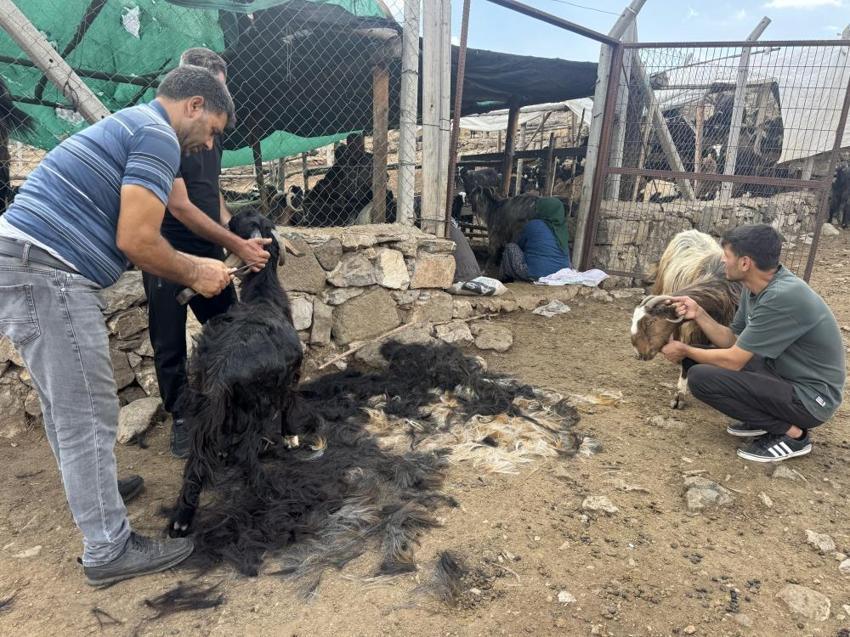Toros Dağları'nda asırlık Türk geleneği! Sabahın erken saatlerinde başlıyor, şölen havasında geçiyor