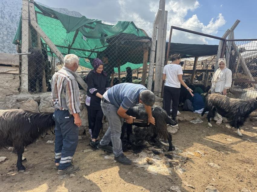 Toros Dağları'nda asırlık Türk geleneği! Sabahın erken saatlerinde başlıyor, şölen havasında geçiyor