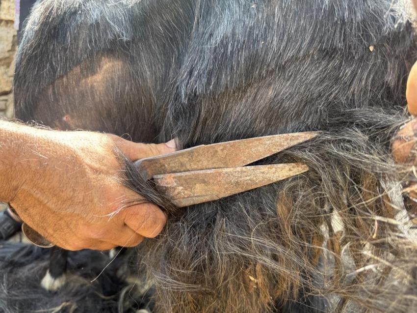 Toros Dağları'nda asırlık Türk geleneği! Sabahın erken saatlerinde başlıyor, şölen havasında geçiyor
