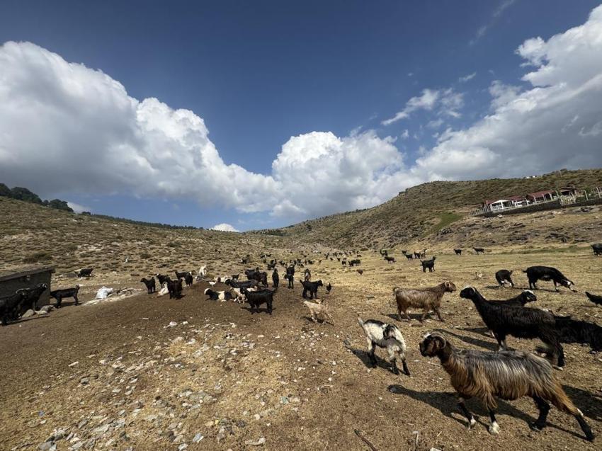 Toros Dağları'nda asırlık Türk geleneği! Sabahın erken saatlerinde başlıyor, şölen havasında geçiyor