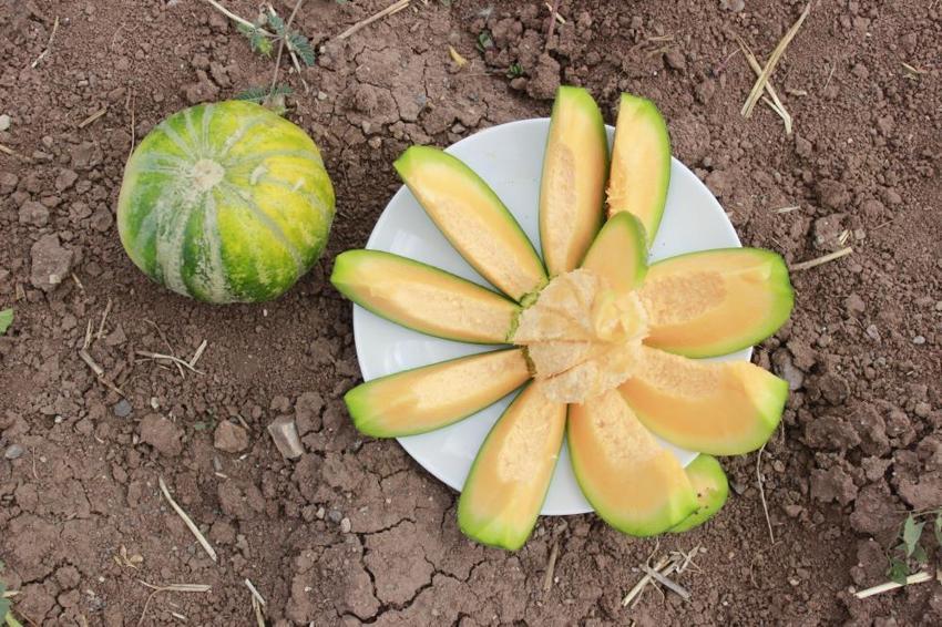 Yozgat'tan başka yerde yetişmiyor: Hasadı başladı, tanesi 40 lira!