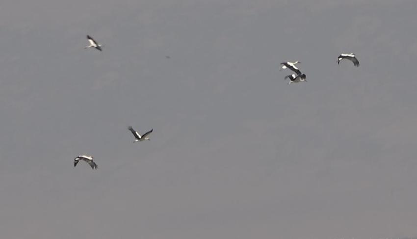 Muş Ovası'da göç başlıyor: Binlerce leylek büyük yolculuğa hazır