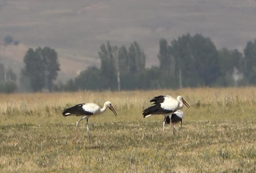 Muş Ovası'da göç başlıyor: Binlerce leylek büyük yolculuğa hazır