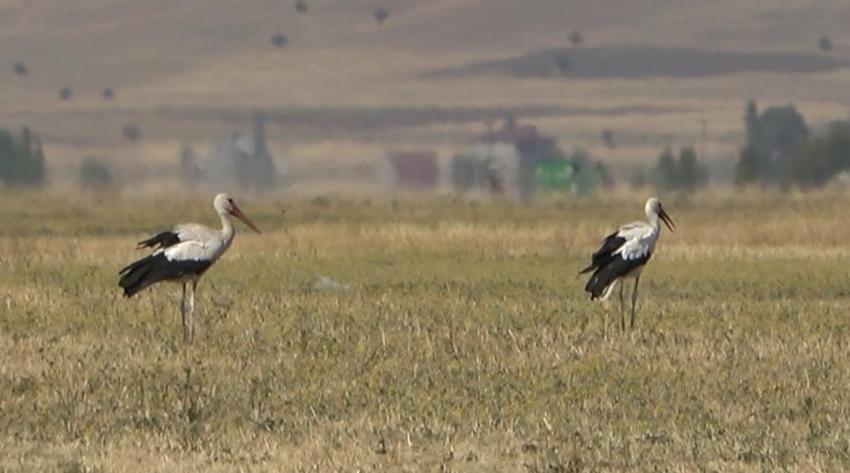 Muş Ovası'da göç başlıyor: Binlerce leylek büyük yolculuğa hazır