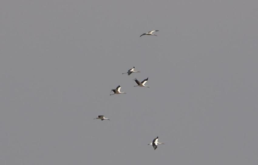 Muş Ovası'da göç başlıyor: Binlerce leylek büyük yolculuğa hazır