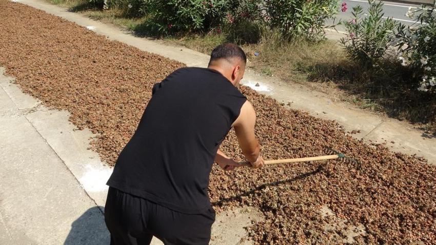 Sahil yolu harman yeri oldu: Karadenizli üretici kurutma sorununa ilginç çözüm buldu