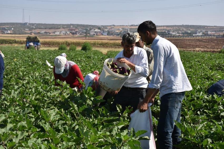 Binlerce fide toprakla buluştu, şimdi hasat zamanı: Ücretsiz fidelerden rekor hasat!