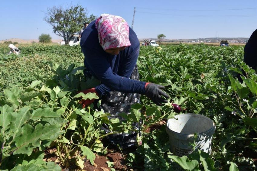 Binlerce fide toprakla buluştu, şimdi hasat zamanı: Ücretsiz fidelerden rekor hasat!