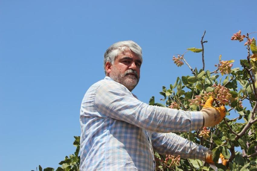 Antep fıstığında büyük tehlike: 5 yıl içerisinde ağaçların yüzde 30’u kuruyacak! Ziraat Mühendisi reçeteyi yazdı