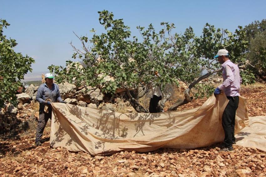 Antep fıstığında büyük tehlike: 5 yıl içerisinde ağaçların yüzde 30’u kuruyacak! Ziraat Mühendisi reçeteyi yazdı