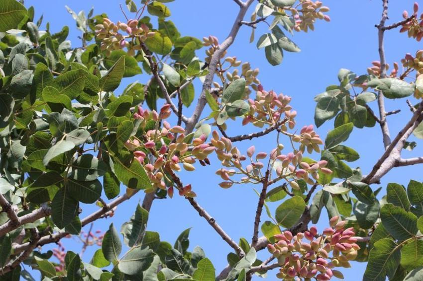 Antep fıstığında büyük tehlike: 5 yıl içerisinde ağaçların yüzde 30’u kuruyacak! Ziraat Mühendisi reçeteyi yazdı