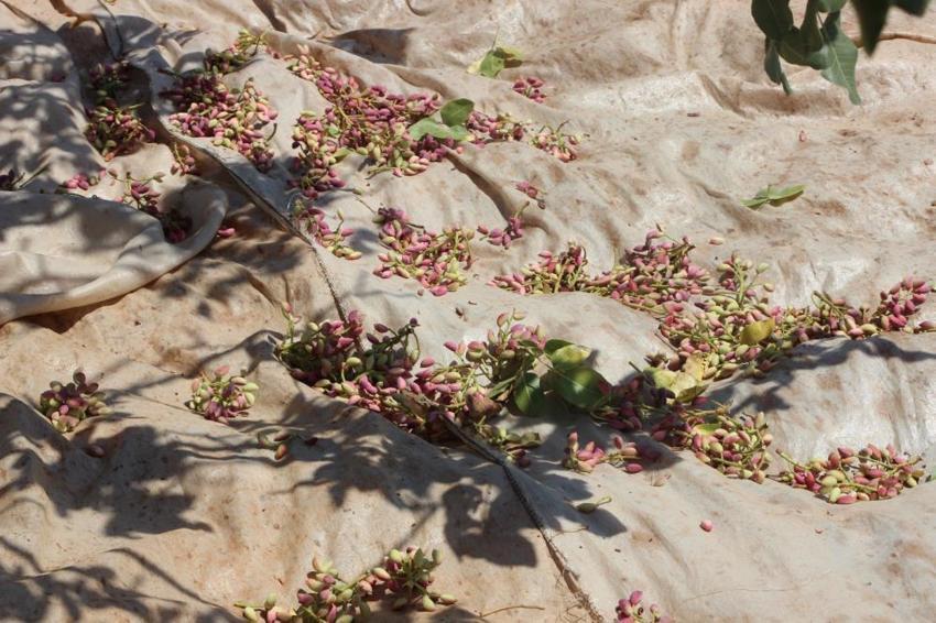 Antep fıstığında büyük tehlike: 5 yıl içerisinde ağaçların yüzde 30’u kuruyacak! Ziraat Mühendisi reçeteyi yazdı