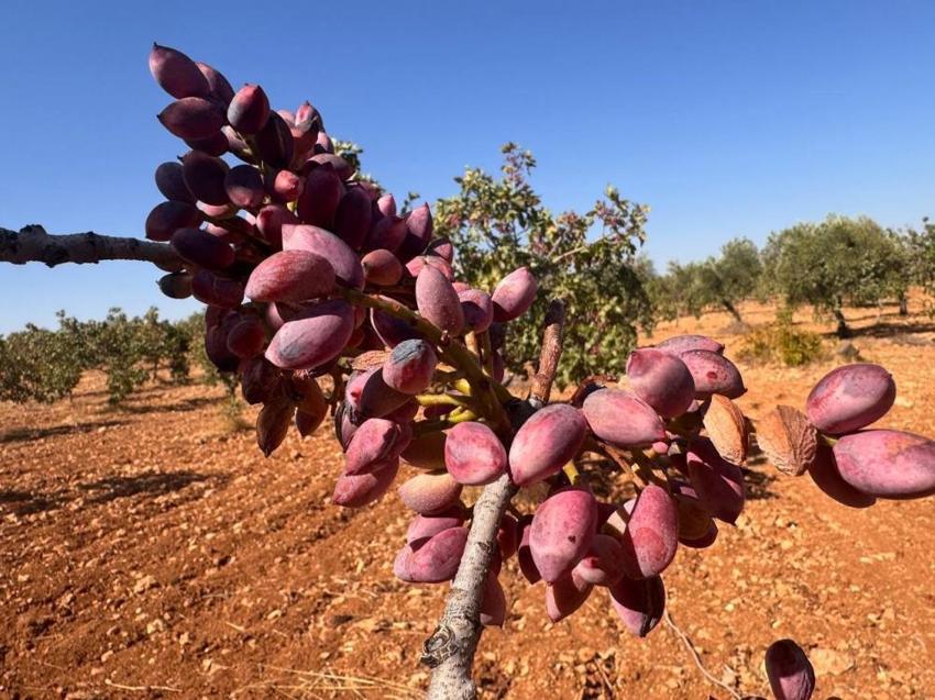 Antep fıstığında büyük tehlike: 5 yıl içerisinde ağaçların yüzde 30’u kuruyacak! Ziraat Mühendisi reçeteyi yazdı