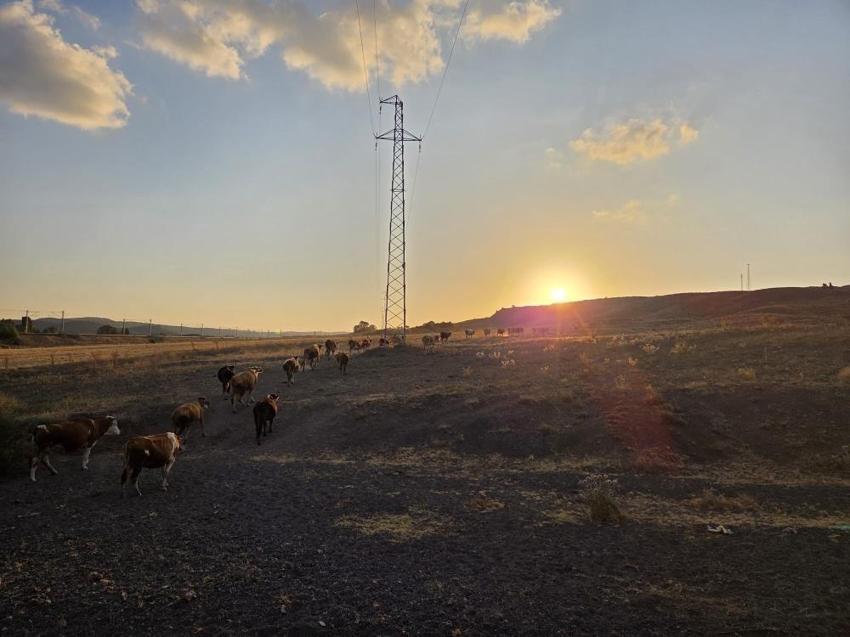 12 yaşında Yozgat'ta hayvan bakarken isim vermeye başladı!