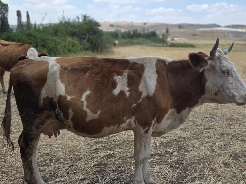 12 yaşında Yozgat'ta hayvan bakarken isim vermeye başladı!