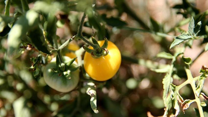Karabüklü vatandaş, akrabalarını kanserden kaybedince her şeyi bırakıp kaçtı!